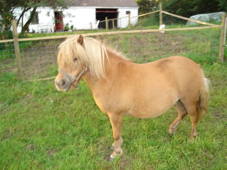 Shetlænder romy van shilling billede 13