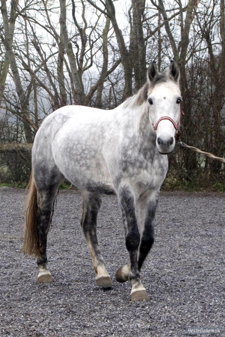 Hollandsk Varmblod Sandy RIP - Første dag hjemme. billede 8