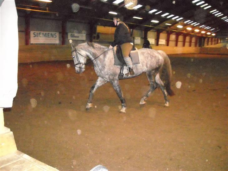 Hollandsk Varmblod Sandy RIP - Min søster forsøger sig som fotograf :) billede 9