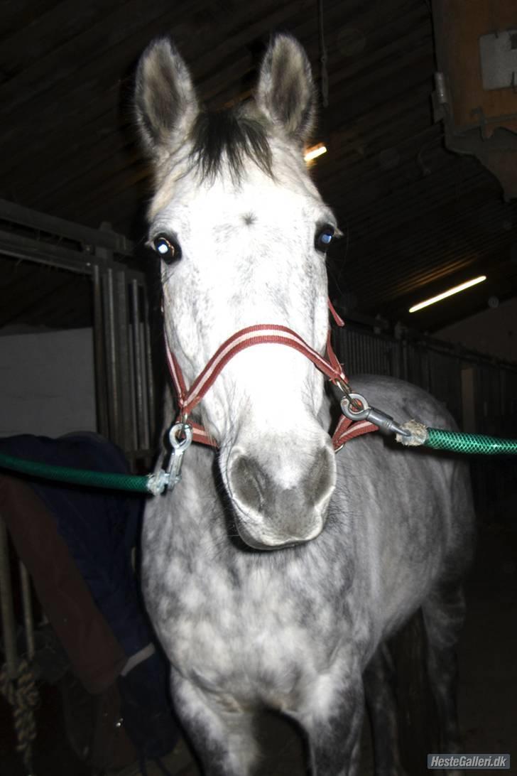 Hollandsk Varmblod Sandy RIP - Sandy på staldgangen. billede 10