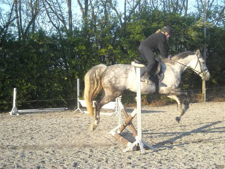 Hollandsk Varmblod Sandy RIP - Lidt spring en foråsaften sammen med min mor.  billede 11
