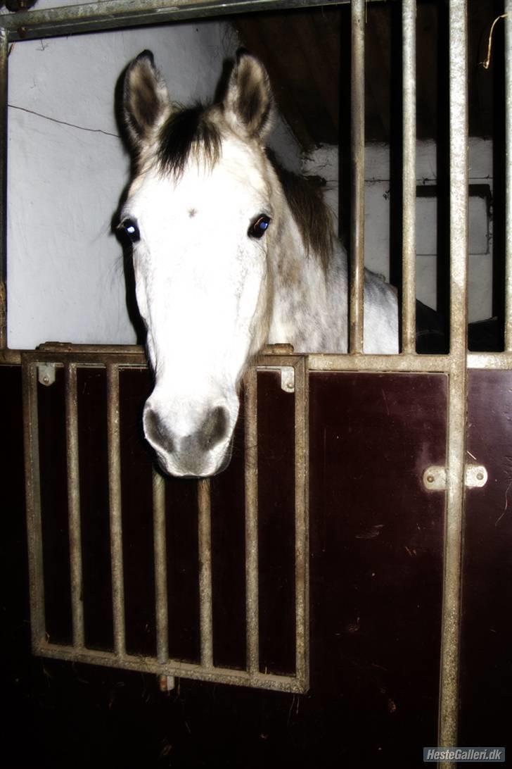 Hollandsk Varmblod Sandy RIP - Sandy i hendes boks.  billede 12