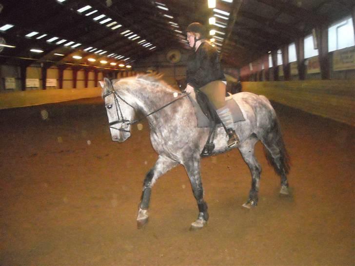 Hollandsk Varmblod Sandy RIP - Hun er virkelig min drømmehest.  billede 13