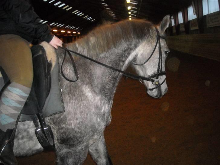 Hollandsk Varmblod Sandy RIP - Elsker hende.  <33 billede 14