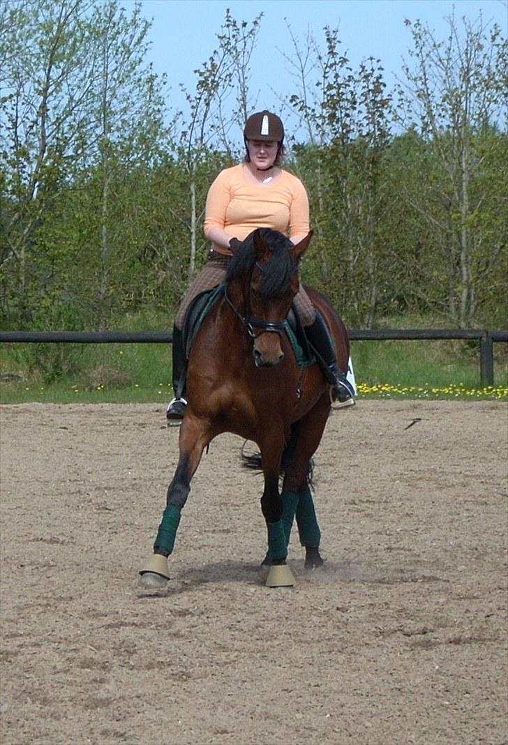 Dansk Varmblod Lori - Min hest  - Træning den 19 maj. billede 13