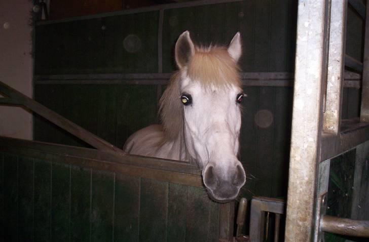 Anden særlig race Sabell <3  (R.I.P) - Står og kigger?xD.. billede 7