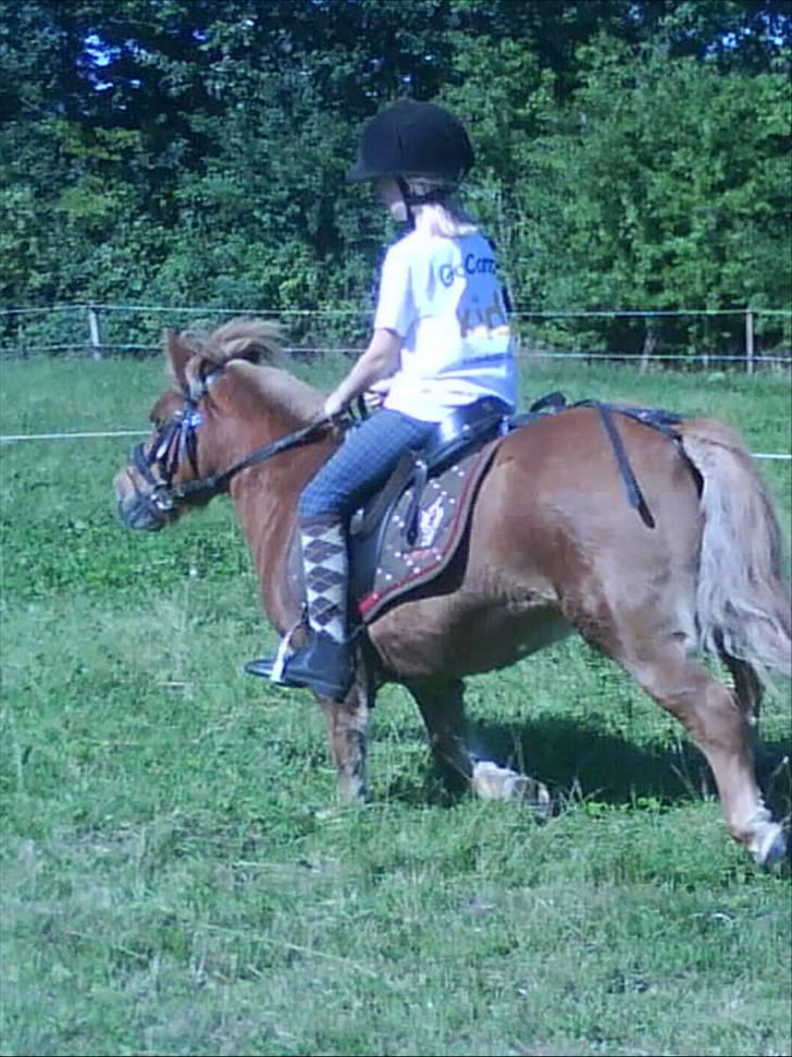 Shetlænder Nanny - mig og nanny i en god galop<333 billede 12