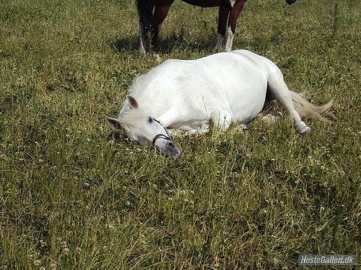 Anden særlig race Sabell <3  (R.I.P) - En sommer dag. billede 9