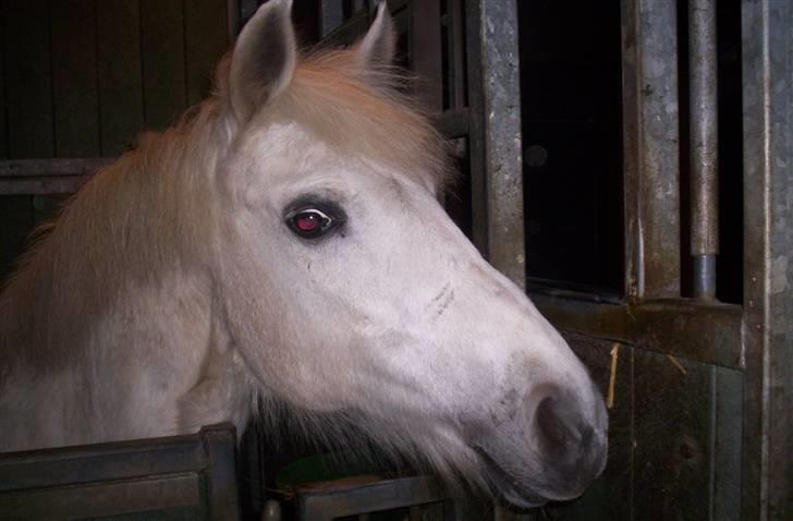 Anden særlig race Sabell <3  (R.I.P) - Hun tænker mad til mig!. billede 10