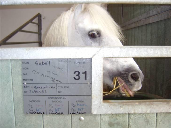 Anden særlig race Sabell <3  (R.I.P) - Lille søde pony. Som står i sin boks. billede 13