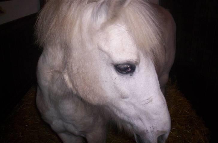 Anden særlig race Sabell <3  (R.I.P) - "Hun tænker, fint nogle tager billeder af mig" "Så skal jeg da nok gør mig pæn"xD.. billede 14