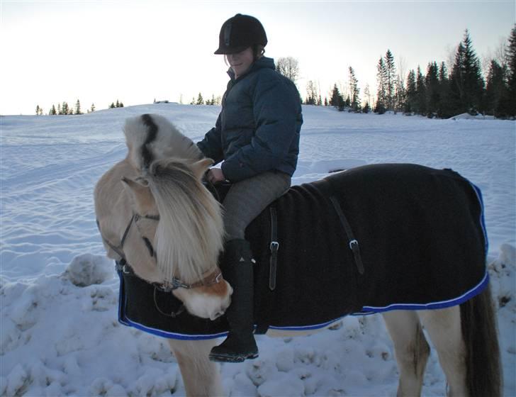 Fjordhest Snusmurikken - deilig <3 masser af sne:D ( vi bor i Norge ) billede 7