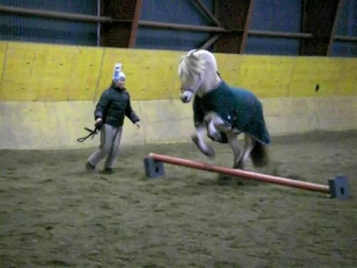 Fjordhest Snusmurikken billede 10