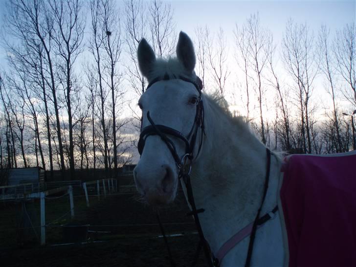 Knabstrupper Coco's J'aime La Vie MIN - Du er perfekt<333 billede 18