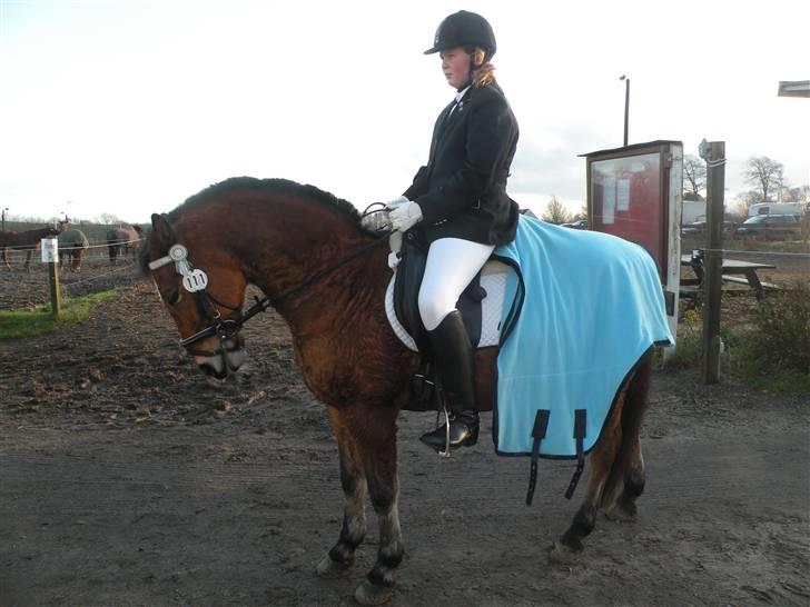 Anden særlig race Komet MIN FOR ALTID - Stævne i Hylke<333 billede 15