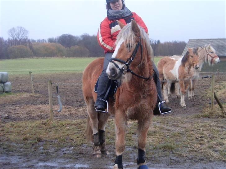 Haflinger Tembo R.I.P billede 9