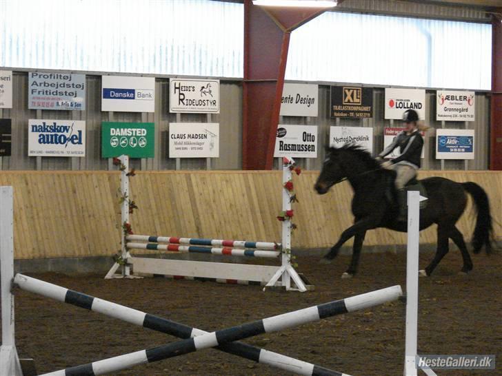 Oldenborg Rexido - Til springstævne. d. 18-01-2009 (Foto: Rie Rasmussen) billede 18