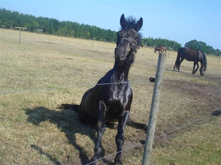 New Forest | Marabou <3 - 18. Last pic. Jeg savner dig, bamse! <3 foto: mig billede 18