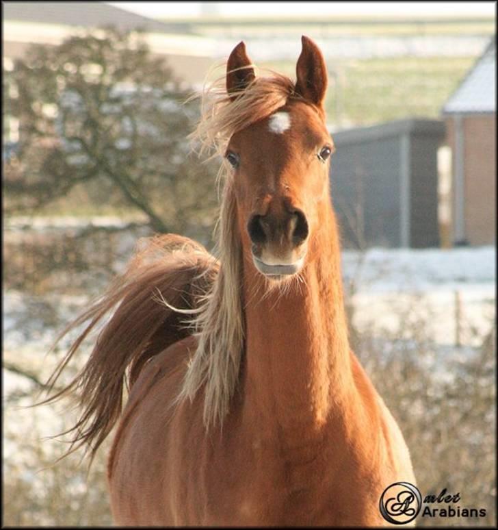 Arabisk fuldblod (OX) Al Lateefah - SOLGT billede 19