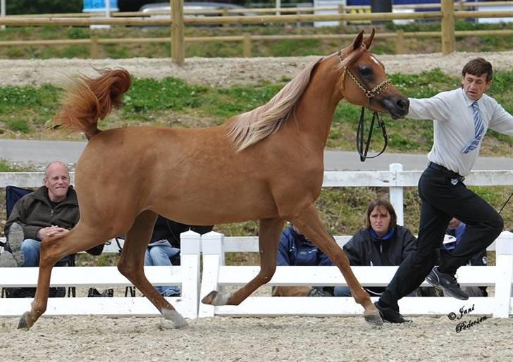 Arabisk fuldblod (OX) Al Lateefah - SOLGT - Middelfart - 2009 - 87.33 Point billede 20