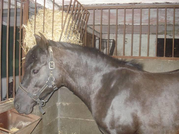 New Forest Bianca Annerup - Bianca i stalden billede 6