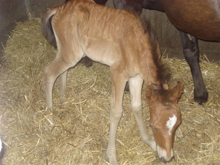 New Forest Bianca Annerup - Biancas føl Mille billede 7