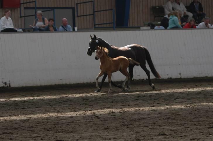 New Forest Bianca Annerup - Til NF-hoppekåring billede 8
