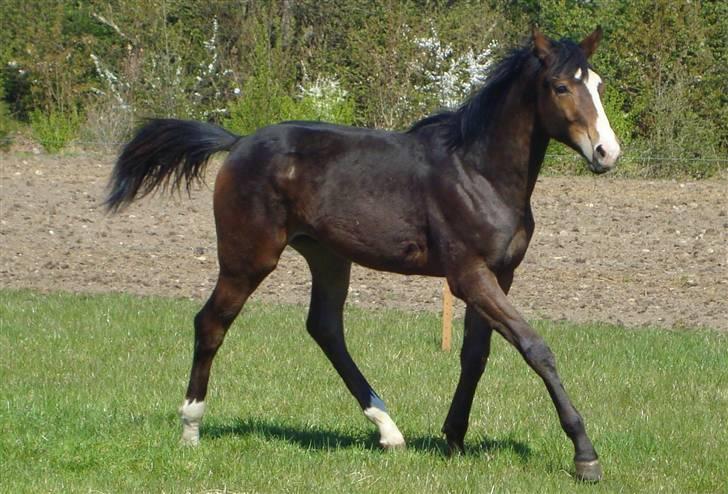 Dansk Varmblod Gerskovs Happy Hour **RIP** billede 11