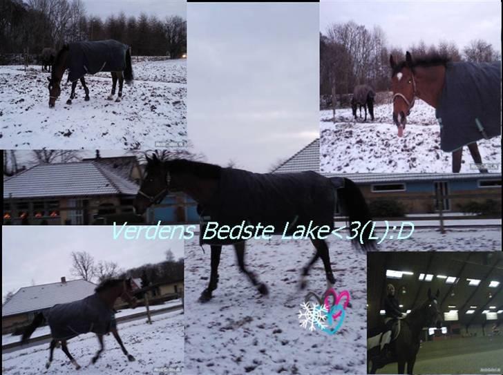 Dansk Varmblod gørklintgårds lake placid - mix igen billede 15