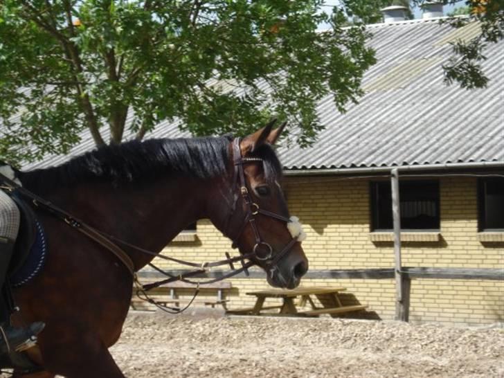 Anden særlig race Lady billede 11