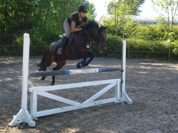 Anden særlig race Lady billede 13