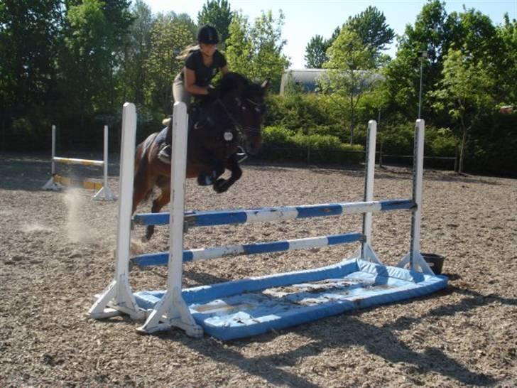 Anden særlig race Lady billede 14