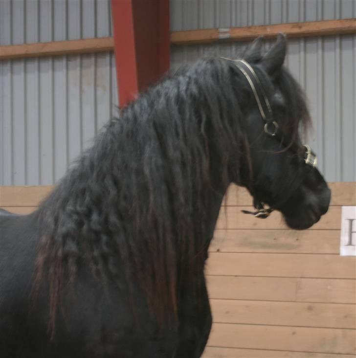 Frieser Vemke van de Klei-SOLGT billede 8