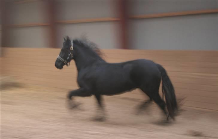Frieser Vemke van de Klei-SOLGT billede 9