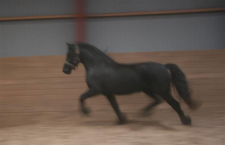 Frieser Vemke van de Klei-SOLGT billede 13