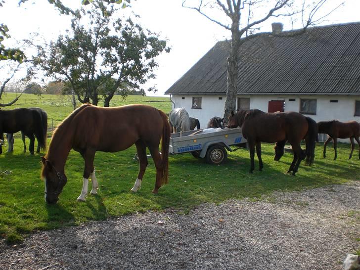 Arabisk fuldblod (OX) La Toya - hestene græsser i haven..måske skal vi ændre navnet til hestihavegård?..nå nej:-) billede 15