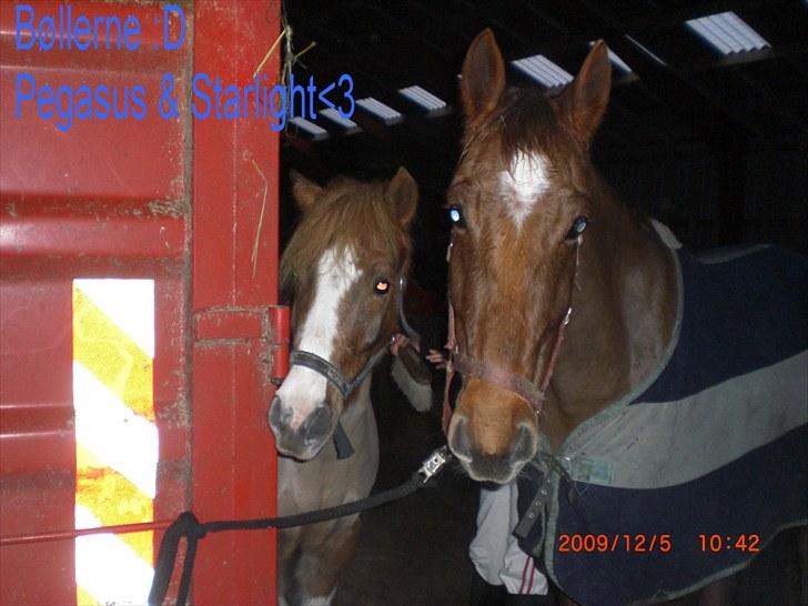 Anden særlig race Running Starlight  - mine to basser <3 elsker dig Star og lille Pegasus <333!!! billede 2
