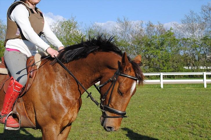 Anden særlig race Running Starlight  billede 4