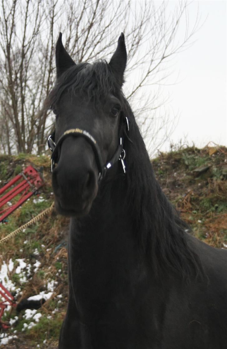 Frieser Marrit fan Tomas-hof STER billede 1