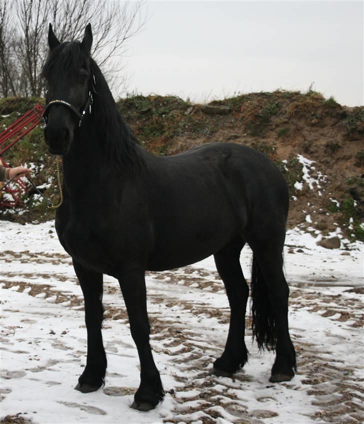 Frieser Marrit fan Tomas-hof STER billede 2