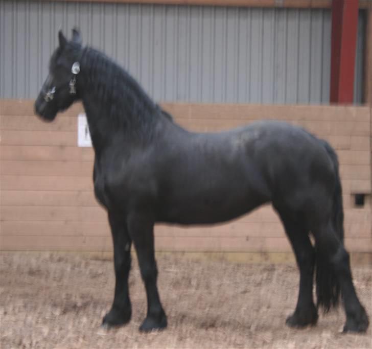 Frieser Marrit fan Tomas-hof STER billede 3