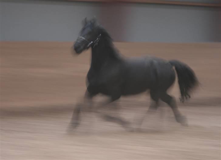 Frieser Marrit fan Tomas-hof STER billede 4