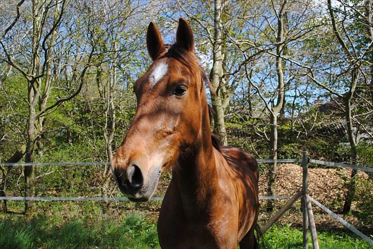 Anden særlig race Running Starlight  - Star billede 5