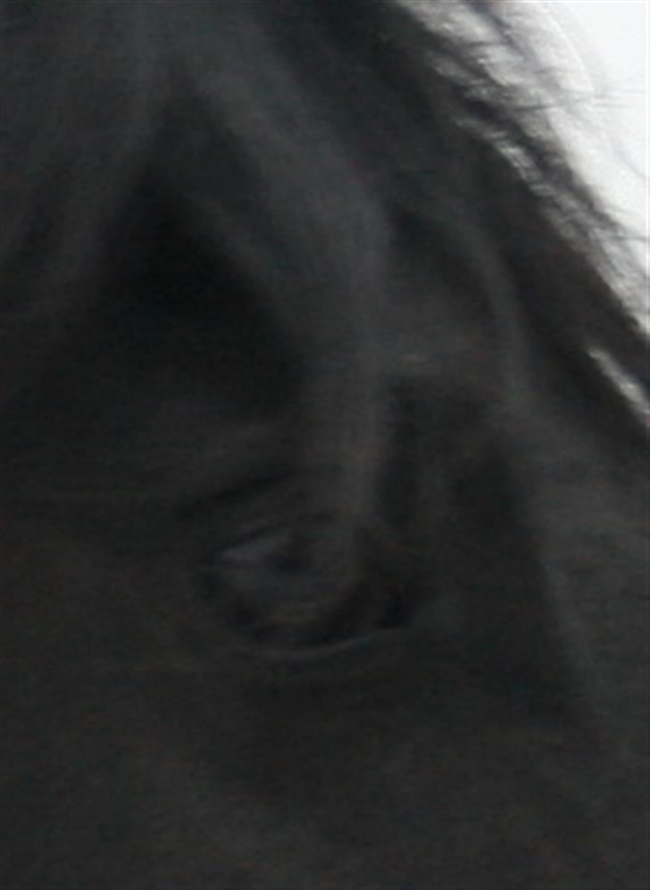 Frieser Marrit fan Tomas-hof STER billede 5