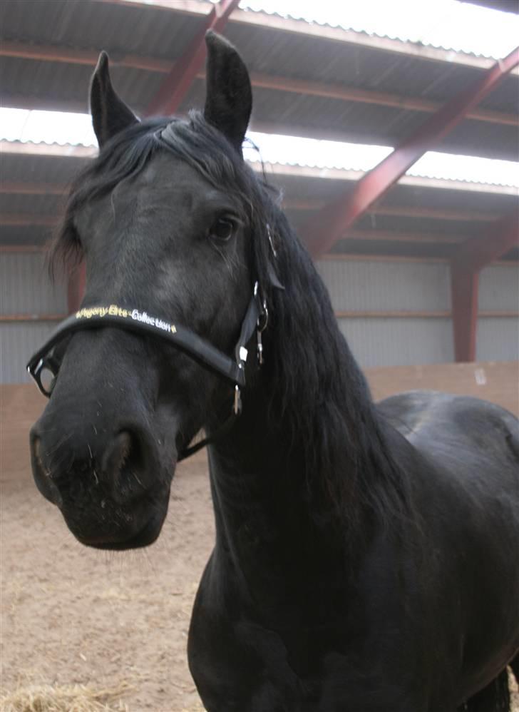 Frieser Marrit fan Tomas-hof STER billede 6