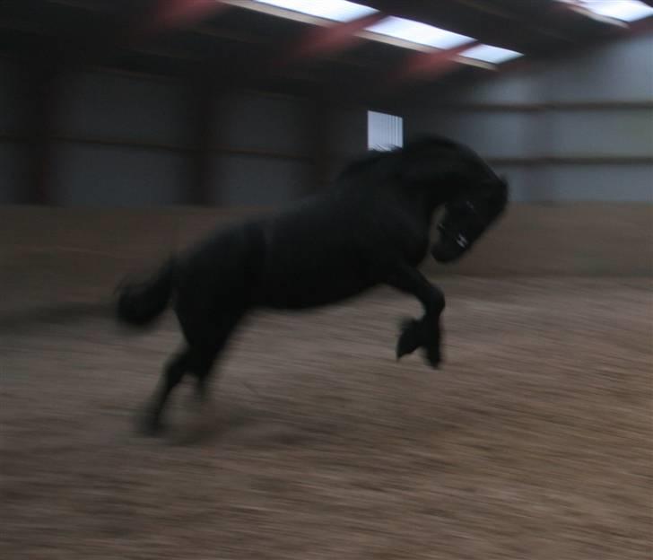 Frieser Marrit fan Tomas-hof STER billede 8