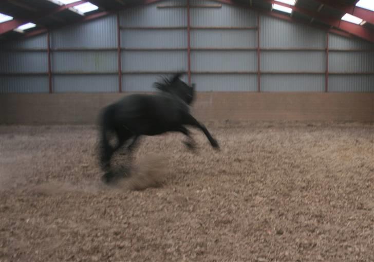 Frieser Marrit fan Tomas-hof STER billede 9