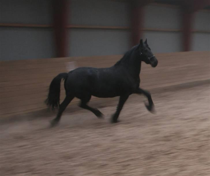 Frieser Marrit fan Tomas-hof STER billede 11