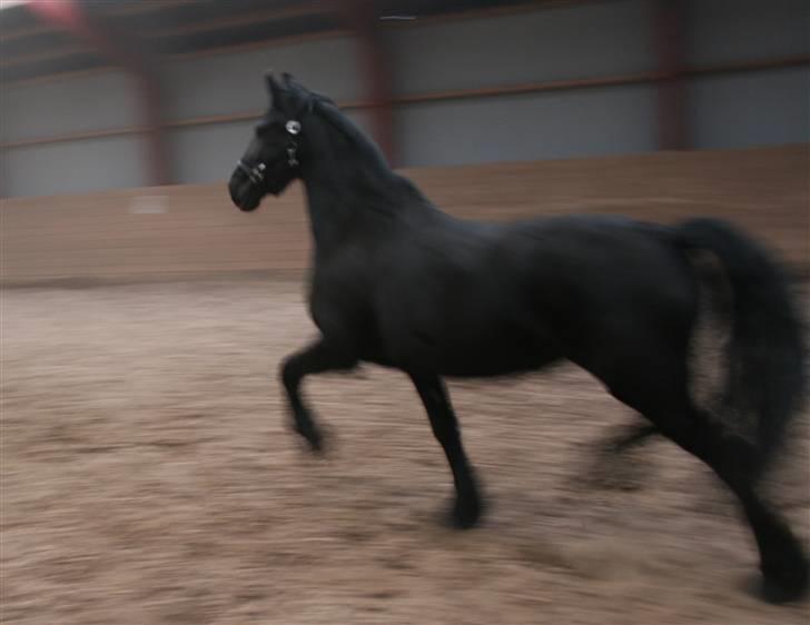 Frieser Marrit fan Tomas-hof STER billede 12