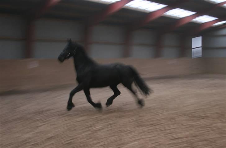 Frieser Marrit fan Tomas-hof STER billede 13